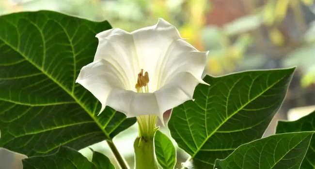 Datura - jak bezpiecznie hodować tą piękną roślinę?