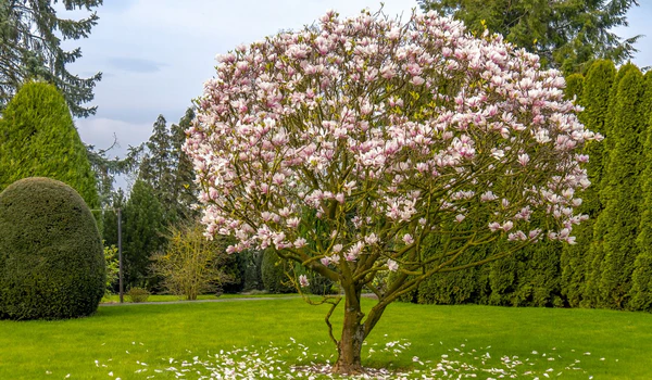 Uprawa magnolii w ogrodzie